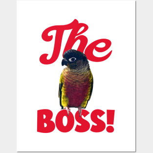 The Boss Green Cheek Conure Parrot Bird, Love for birds Posters and Art